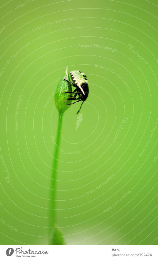 Krabbelkäfer Natur Pflanze Tier Sommer Blume Blütenknospen Stengel Wiese Käfer Insekt 1 krabbeln frisch klein grün Farbfoto mehrfarbig Außenaufnahme Nahaufnahme