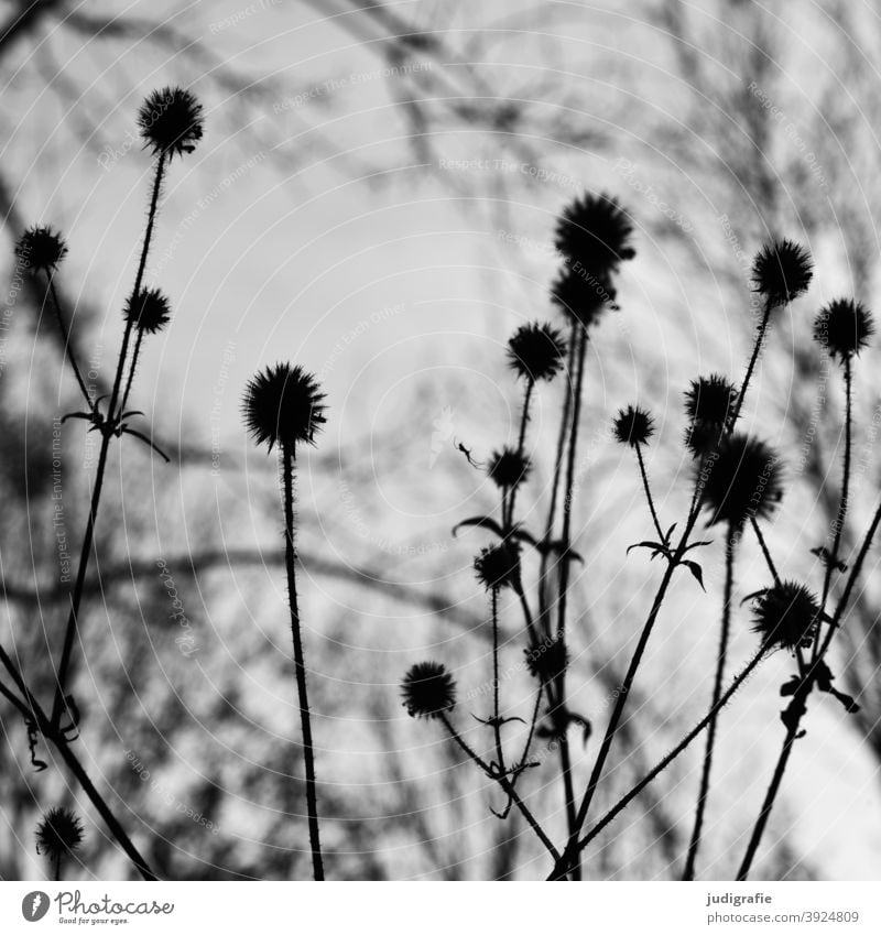 Wiese in schwarz-weiß Natur Blüte Pflanze wachsen Schwarzweißfoto Blume Garten Stengel stiel Blatt