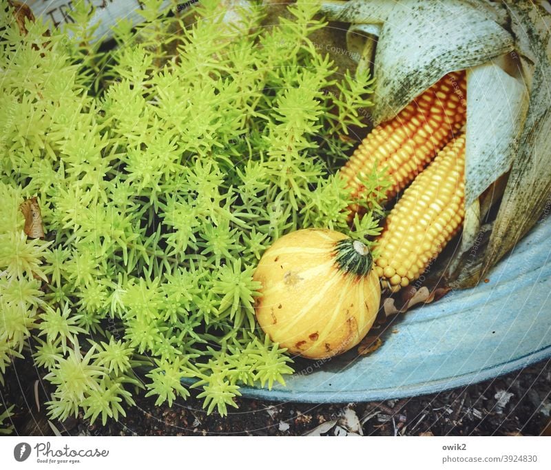 Erntedank Dekoration & Verzierung Gemüse Grünzeug Maiskolben Kürbis Frucht Früchte Schüssel Herbst Lebensmittel Erntedankfest orange Natur Oktober