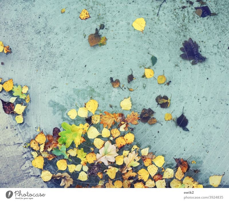 Herbst von oben Teich See Wasser schaukeln Blatt Wasseroberfläche viele Farbfoto mehrfarbig Außenaufnahme Detailaufnahme Nahaufnahme Laubblätter herbstlich