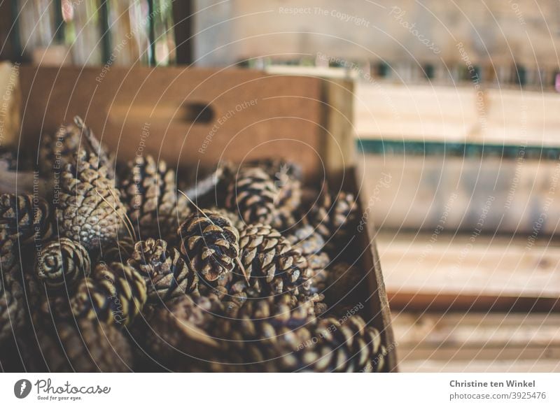 gesammelte Tannenzapfen / Kiefernzapfen liegen in einer Kiste Zapfen sammeln Herbst Winter Natur Nahaufnahme natürlich Schwache Tiefenschärfe