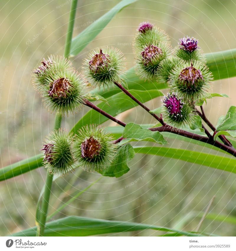 Distel distel pflanze wildpflanze natur grün rot stachelig zweig blüte blatt