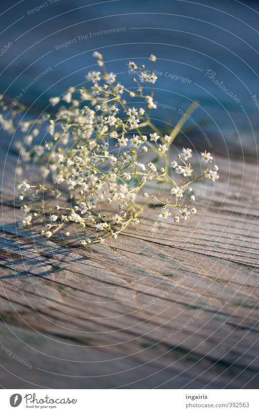 Schleierkraut Floristik Dekoration & Verzierung Pflanze Blume Blüte Holz Blühend Duft schön klein nah natürlich weich blau grau grün weiß Kreativität Stimmung