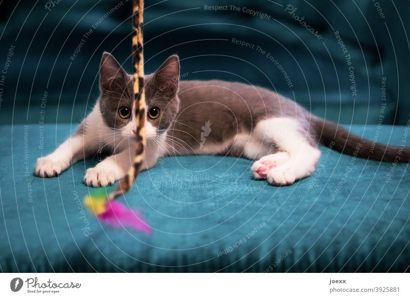 Junges Kätzchen fixiert gespannt ein Spielzeug Katze spielen jung spielerisch Konzentration blau Augen grau-weiß Fell Spielen im Innenbereich Sofa niedlich