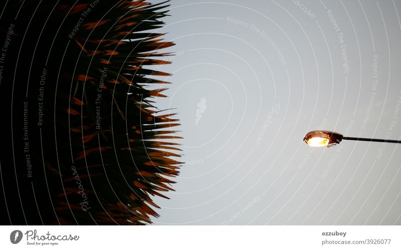 Palmenblatt mit Straßenlaterne Baum Blatt Licht Handfläche Natur Himmel blau Straßenleuchte Sommer Hintergrund Pflanze Lampe tropisch Großstadt hoch Design grün