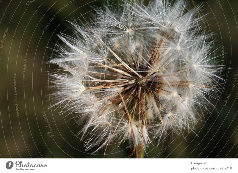 Löwenzahn-Vergänglichkeit Pusteblume Trockenblume Makroaufnahme Natur Nahaufnahme Blume Pflanze Blüte Detailaufnahme natürlich Umwelt Wildpflanze Farbfoto