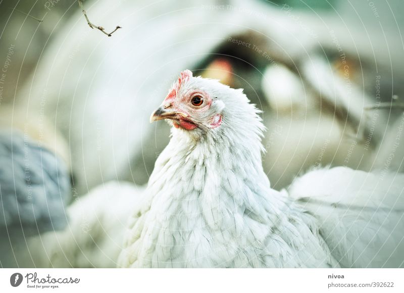 Weisse Ostern Landwirtschaft Forstwirtschaft Kopf Natur Frühling Park Menschenleer Tier Nutztier Vogel Flügel Zoo Haushuhn 1 entdecken Fressen Blick stehen hell