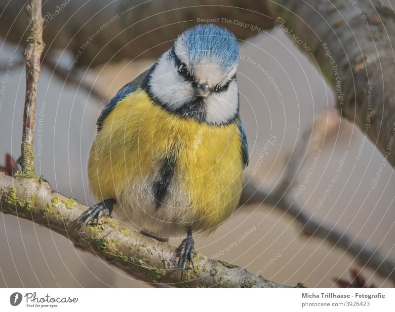 Blaumeise im Baum Cyanistes caeruleus Meisen Vogel Tiergesicht Kopf Schnabel Auge Feder gefiedert Flügel Krallen Wildtier Zweige u. Äste Natur Schönes Wetter