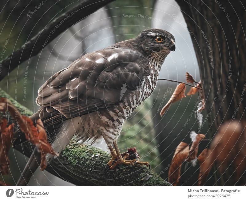 Sperber im Baum Accipiter nisus Greifvogel Raubvogel Vogel Wildvogel Kopf Schnabel Auge Federn Gefieder Beine Krallen Flügel Beute fressen Äste und Zweige