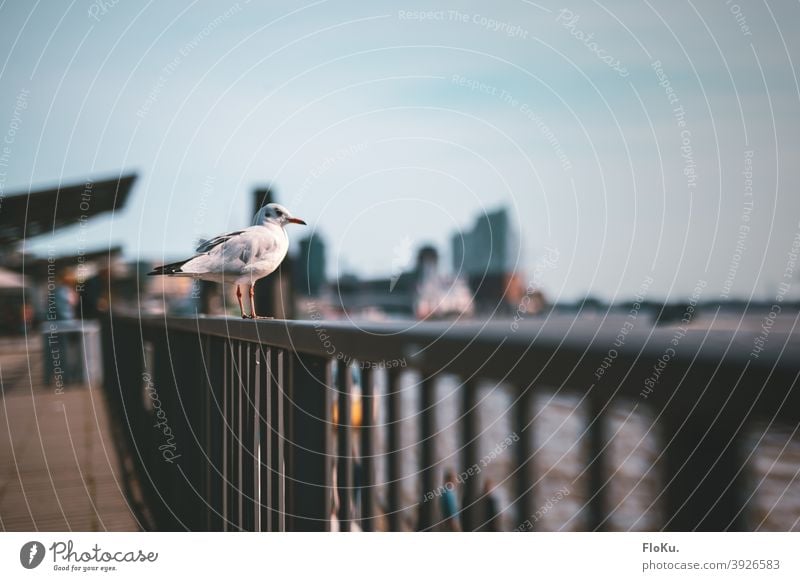 Möwe sitzt auf Geländer an den Hamburger Landungsbrücken an der Elbe Vogel Tier Hafen Anlegestelle Wasser Himmel Schifffahrt Außenaufnahme Hafenstadt