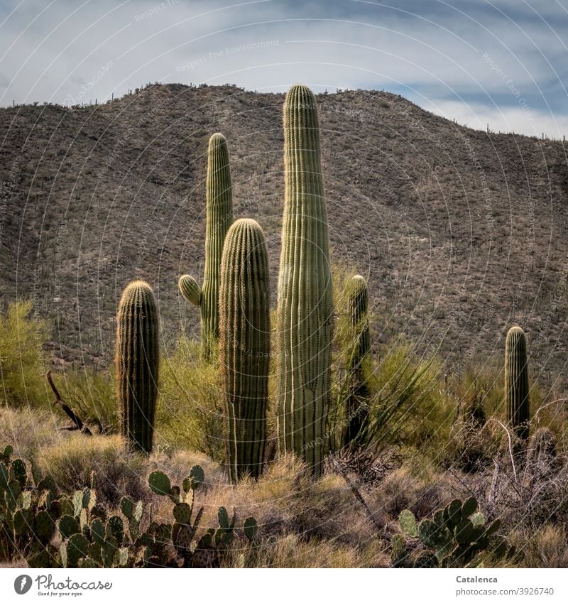 Saguaros, Opuntien, Ocotillo und Palo Verde bilden eine undurchdringliche, stachelige Gemeinschaft, im Hintergrund eine Bergkette Landschaft Natur Wüste Pflanze