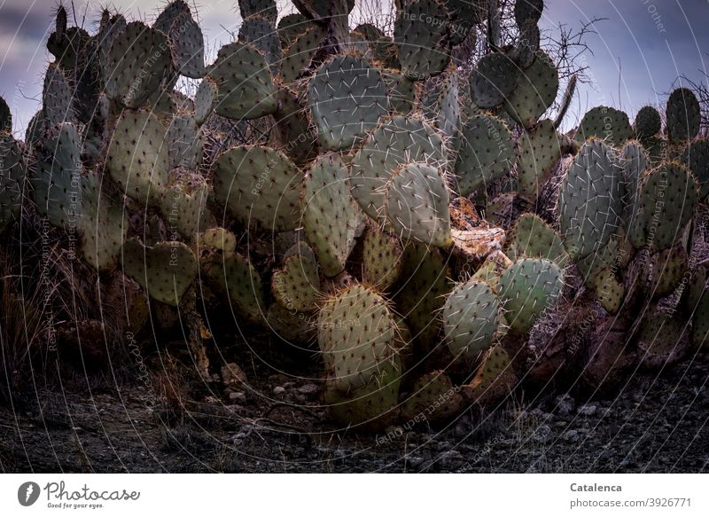 Stachelige Angelegenheit, Opuntia Kakteen Natur Flora Pflanze Triebe Stacheln spitz lang Wüste trocken Grün Orange Steine Himmel Abend