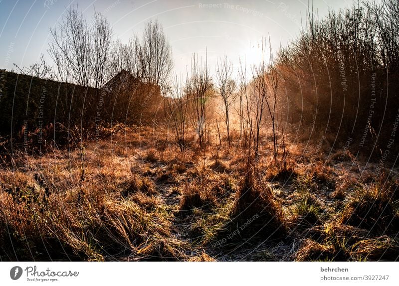 ein guter morgen... Hoffnung Gegenlicht Sonnenstern Sonnenaufgang Landschaft Herbstwald Sonnenstrahlen Idylle Himmel herbstspaziergang Herbstfärbung herbstlich