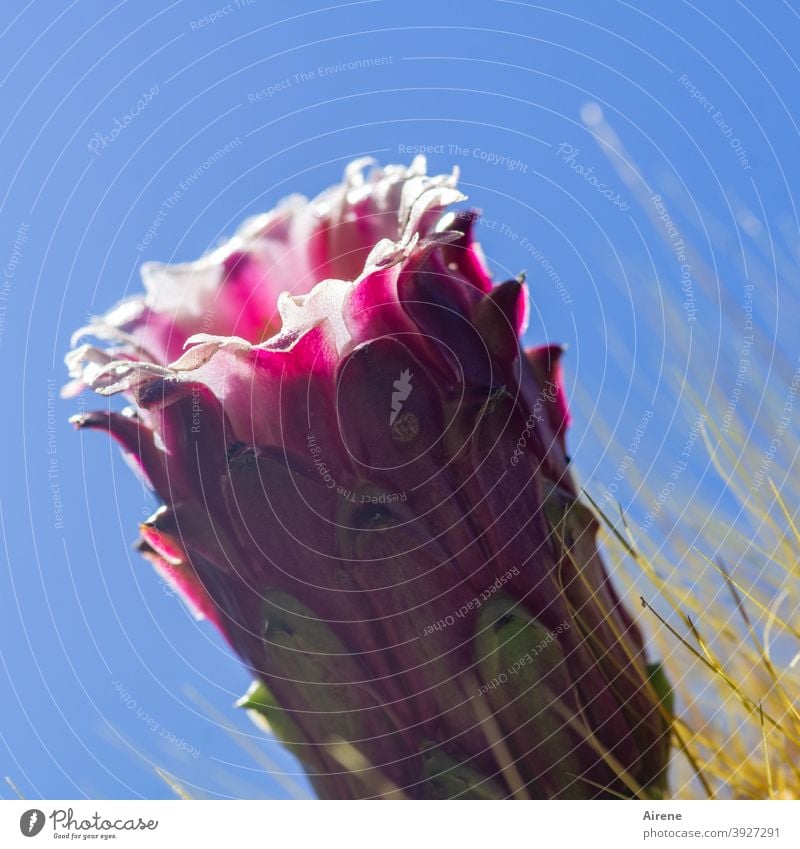 außen Stacheln, innen süß Blüte Kaktus Säulenkaktus pink groß dornig stachlig Himmel Freiland heiß Klima Kaktusblüte Trichter Schlund Falle Nektar Sommer