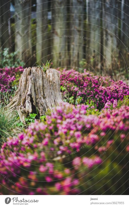 Ein alter Baumstumpf in mitten eines pinkfarbigen Blumenmeers Baumstamm dekorativ Blumenwiese Blumenfeld Garten Park Blüte natürlich schön Frühling Natur