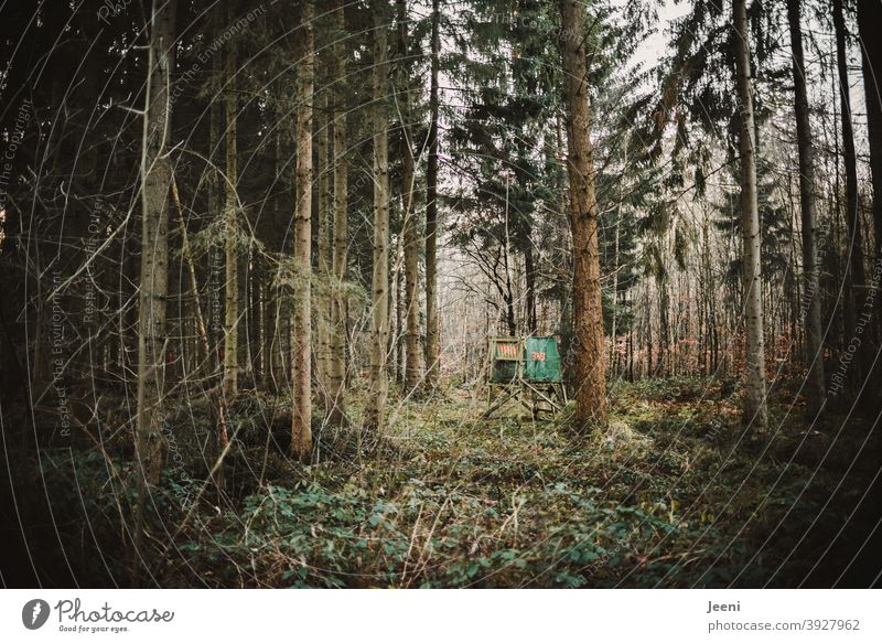 Im dunklen Wald ist eine kleine Lichtung mit einem Hochsitz für den Jäger Nadelwald dunkel Baum Natur Tanne grün Jagd Jagdrevier Jägersitz beobachten Leiter