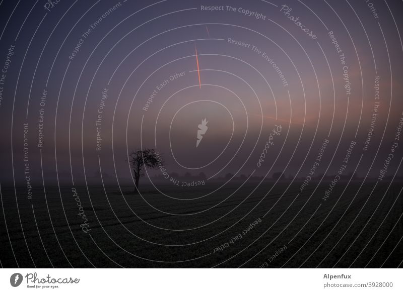 scheinbar | abgestorben | aber hoffnungsvoll Morgendämmerung Sonnenaufgang Nebel Natur Baum Außenaufnahme Feld Himmel Farbfoto Landschaft Menschenleer Herbst