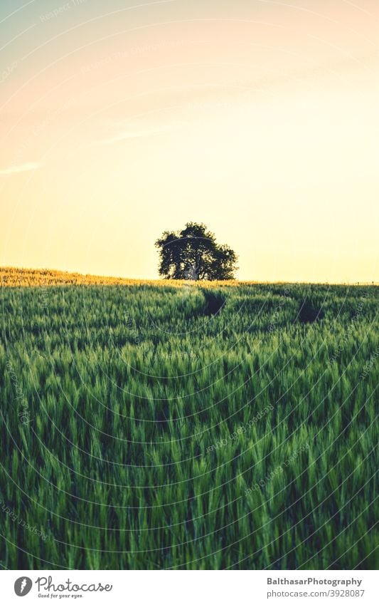 Sonnenuntergang - Feld - Baum Deutschland Brandenburg Korn unreif Himmel warm Sommer Stimmung atmosphärisch grün gelb Getreidefeld Ähren Ackerbau Ernährung