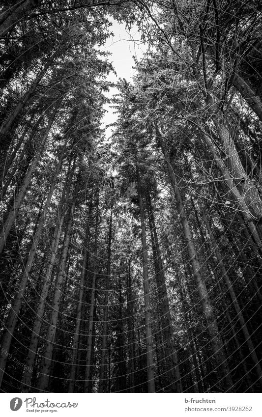 den wald vor lauter bäumen nicht sehen oder so. Schwarzweißfoto Baum Natur Landschaft Umwelt Bäume Wald Menschenleer Außenaufnahme Herbst Pflanze Tag natürlich