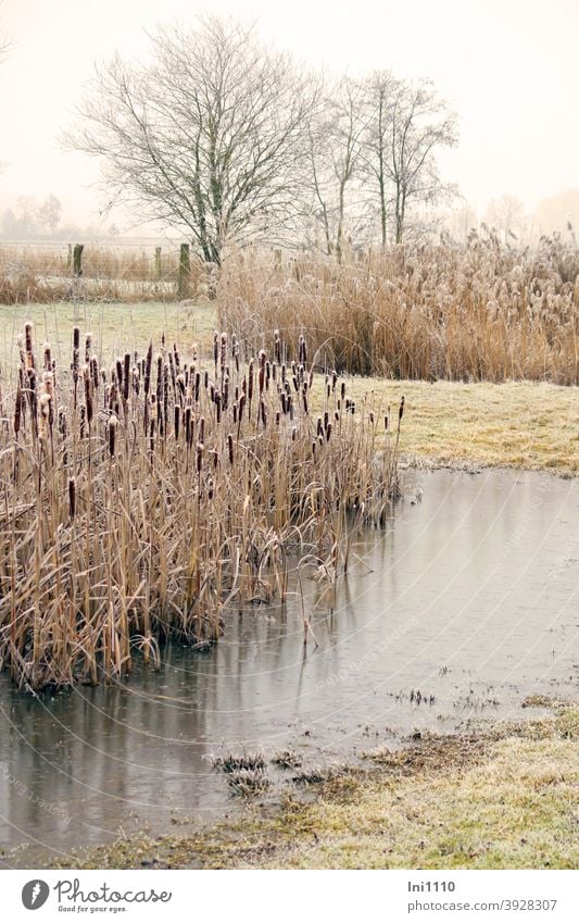 Winterruhe am Tümpel Frost Raureif Rohrkolben Lampenputzer Wasser Teiche Wiesen Bäume zugefroren Idylle verzaubert Natur Schilf Typha maxima Biotop