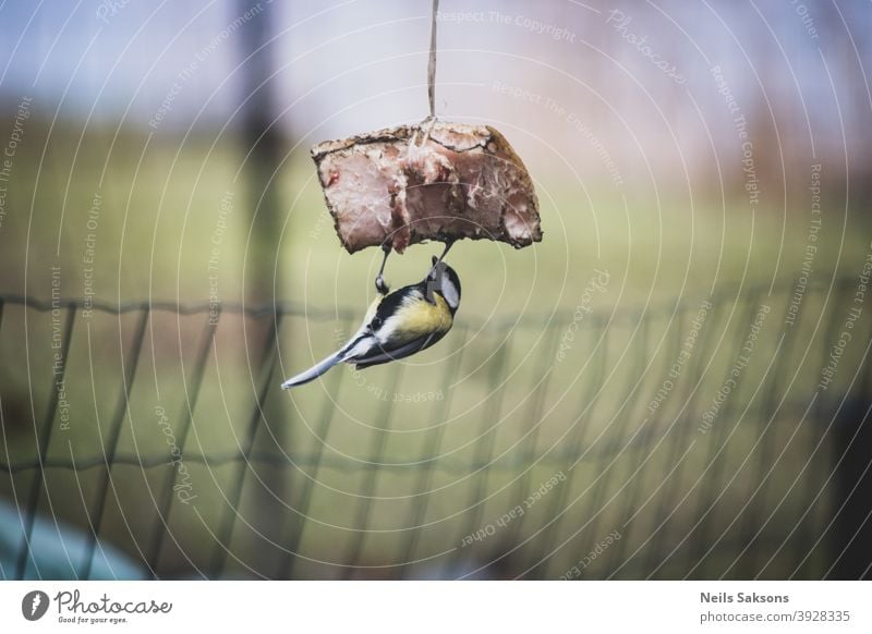 Kohlmeise isst Speck im Wintergarten. Auf dem Kopf stehend. Aktion Tier Schlacht Schnabel schön Vogel Vögel blau kalt Farbe farbenfroh niedlich essen Feder