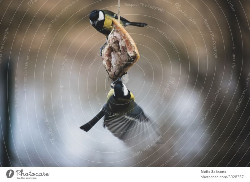 Zwei Kohlmeisen essen Speck im Wintergarten. Aktion Tier Schlacht Schnabel schön Vogel Vögel blau kalt Farbe farbenfroh niedlich Feder Zuführung kämpfen Flug