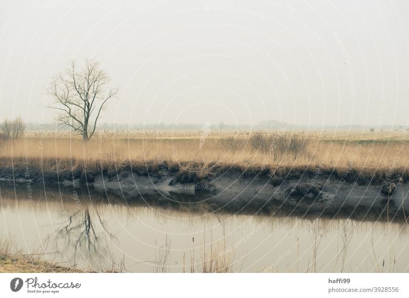 der kahle Baum spiegelt sich im Fluß, die Gräser am Ufer sind verwelkt - Winter im Flachland kahler Baum Grasland braun kahle Bäume Äste und Zweige Wümme Herbst