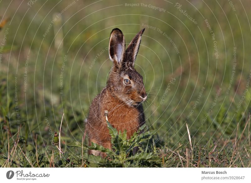 Feldhase, Lepus europaeus, Europäischer Hase Barthaar Circus aeruginosus Europaeische Gras Nager Nagetier ohr pflanze Pflanzenfresser Pfote Rodentia säugetier