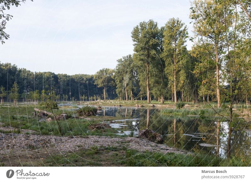 Altwasser Renaturierung Aue Auwald Isar Isar-Altwasser Naturschutzgebiet Sommer Weichholzaue altwasserarm baeume buesche gruen kies kiesbaenke kiesbank kiesel