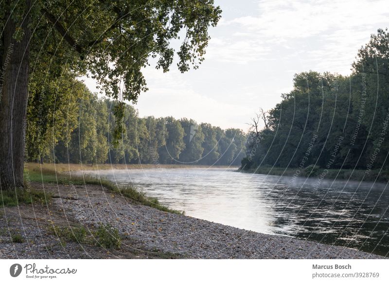 Isar Altwasser Aue Auwald Isar-Altwasser Naturschutzgebiet Sommer Weichholzaue altwasserarm baeume buesche fluss gruen kies kiesbaenke kiesbank kiesel