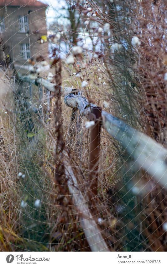 Knallerbsen, Gebäude und Zaun Schneebeeren unscharf Strauch Holz grün braun blau Holzzaun Gitter Fenster knallerbsenstrauch Dach kahl Herbst Winter trist