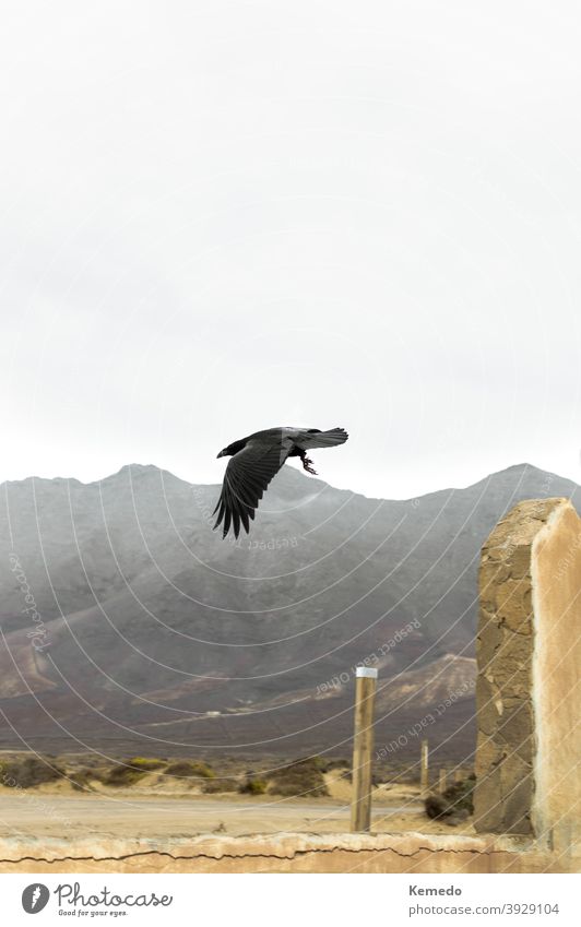 Schöne Raben fliegen in einer Wüstenlandschaft mit den Bergen im Hintergrund. Krähe wüst Berge u. Gebirge Landschaft schwarz gebirgig wild Wildnis Sand Nebel