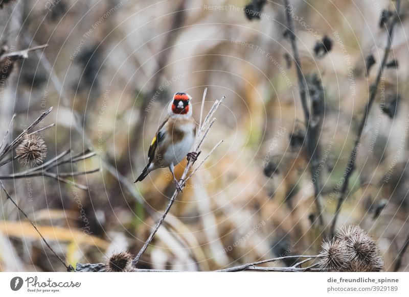 Stieglitz im Winter Distelfink Fink Vogel fliegen rot Tier Natur Außenaufnahme Wildtier Tag Tierporträt sitzen klein niedlich Nahaufnahme Farbfoto Ast Umwelt