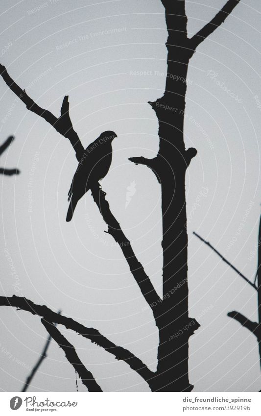 Habicht im Gegenlicht Vogel Greifvogel Wildtier Wildtiere Ornithologie Tier Natur Feder Schnabel Blick Farbfoto Umwelt Tierporträt schön Außenaufnahme