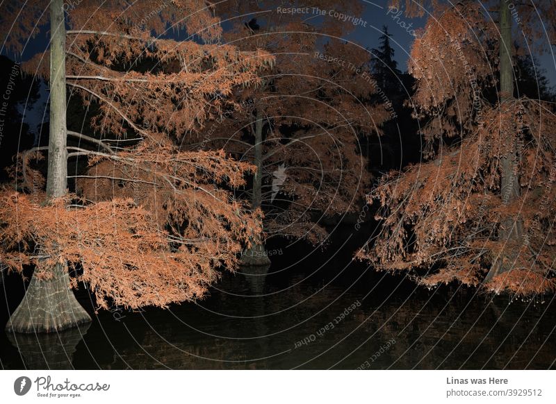 Der Herbst ist da und diese stimmungsvollen Bäume im Retiro-Park in Madrid repräsentieren ihn prächtig. Die gespenstischen Bäume im dunklen Wasser eines Teiches sehen aus wie ein Teil eines Märchens von Sleepy Hollow.