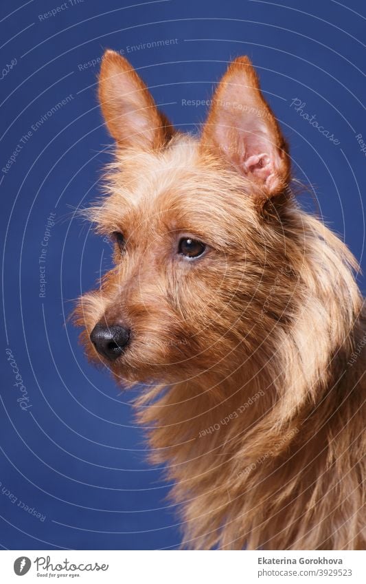 Sunny Hund Australian Terrier auf einem blauen Hintergrund Tier Haustier rot australischer Terrier sonnig im Innenbereich Atelier hell schön Drahthaar Jagd