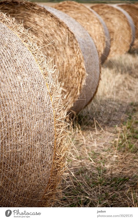 ein bisschen vom sommer träumen. Feld Sommer Landwirtschaft Ernte Natur Landschaft Strohballen Wiese gelb Menschenleer sonniges Wetter rollen Reihe liegen rund