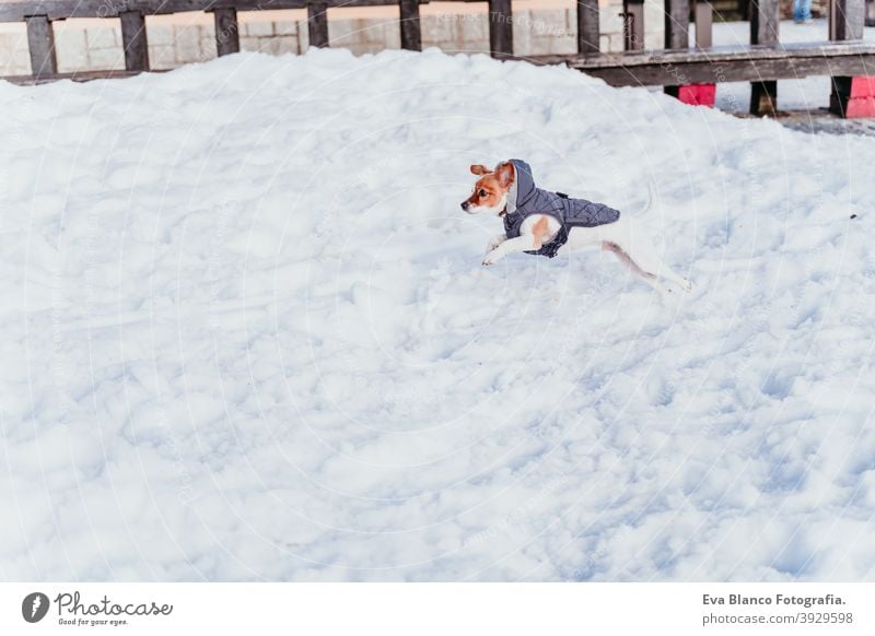 Porträt im Freien von einem schönen Jack Russell Hund im Schnee tragen grauen Mantel. Wintersaison Spielen spielerisch jack russell niedlich klein sonnig