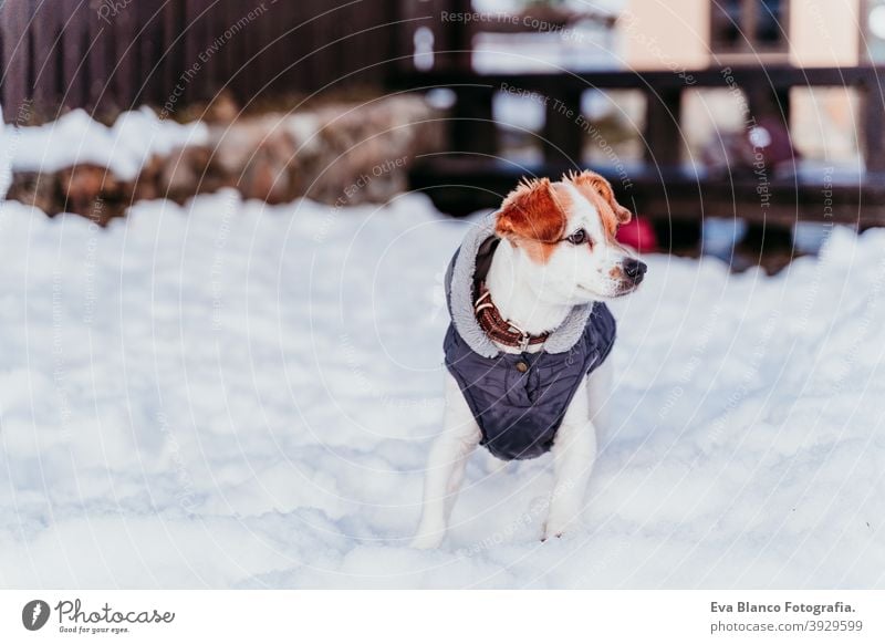 Porträt im Freien von einem schönen Jack Russell Hund im Schnee tragen grauen Mantel. Wintersaison Spielen spielerisch jack russell niedlich klein sonnig