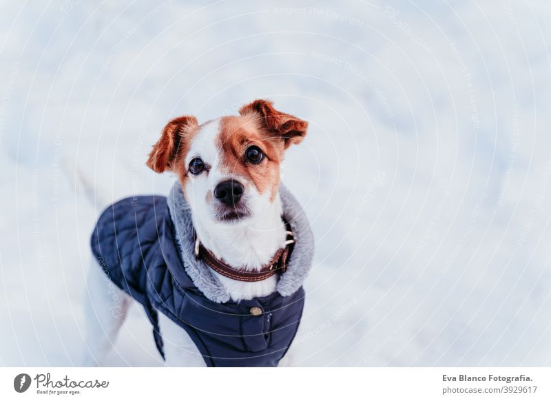 Porträt im Freien von einem schönen Jack Russell Hund im Schnee tragen grauen Mantel. Wintersaison Spielen spielerisch jack russell niedlich klein sonnig