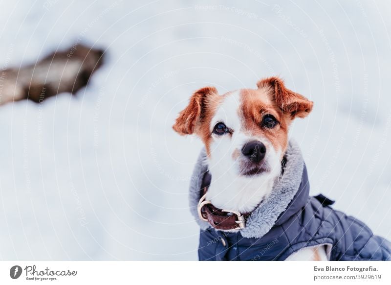 Porträt im Freien von einem schönen Jack Russell Hund im Schnee tragen grauen Mantel. Wintersaison Spielen spielerisch jack russell niedlich klein sonnig