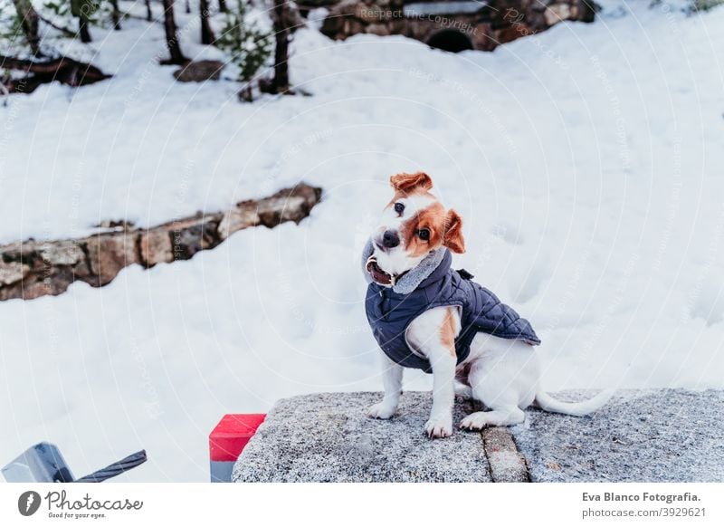 Porträt im Freien von einem schönen Jack Russell Hund im Schnee tragen grauen Mantel. Wintersaison Spielen spielerisch jack russell niedlich klein sonnig