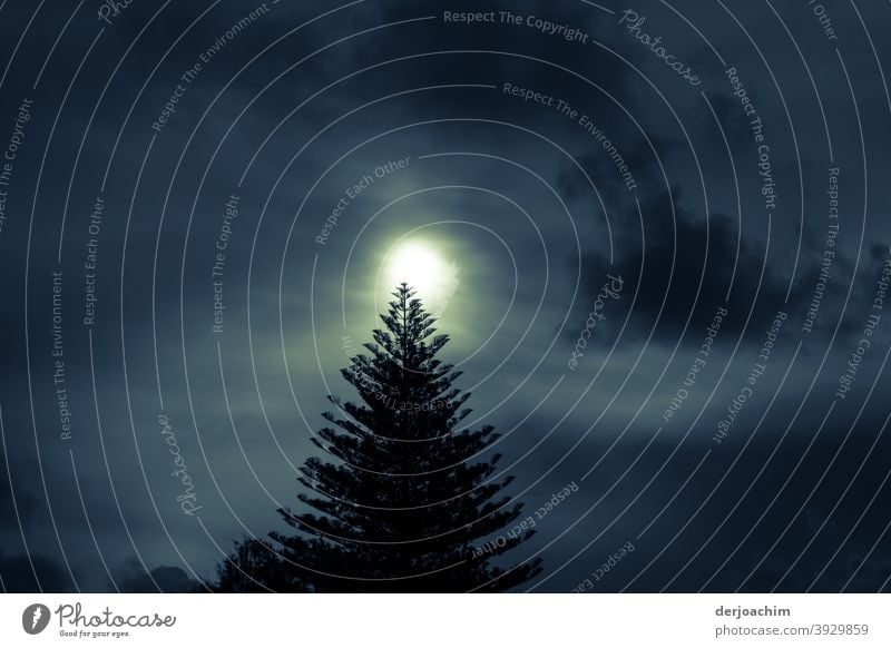 Ein helles Licht erleuchtet Sonnenlicht Baum Natur Umwelt Menschenleer Tag Außenaufnahme Schönes Wetter Landschaft Schatten Sonnenstrahlen Kontrast Gegenlicht