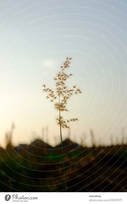 Stehende Pflanze gegen den Himmel Gras Wiese Halm Blüte Gräserblüte Umwelt Natur Wildpflanze Blume Schönes Wetter Farbfoto Wachstum Blühend Textfreiraum Single