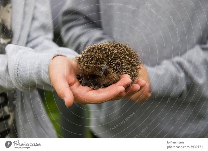 Kleiner Igel in Kinderhänden Tier Wildtier stachelig Natur halten Hand Stachel klein niedlich Garten Herbst