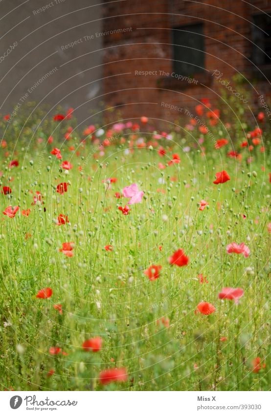 Mohnfeld Blume Blüte Wiese Menschenleer Ruine Mauer Wand Blühend Duft Verfall Unbewohnt bewachsen wilder Garten verwildert Mohnblüte Farbfoto mehrfarbig