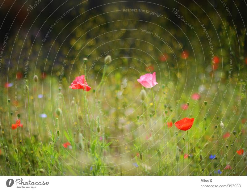 Mohnfeld Pflanze Sommer Blume Blüte Wiese Blühend Duft Wachstum mehrfarbig Farbfoto Außenaufnahme Menschenleer Textfreiraum oben Schwache Tiefenschärfe