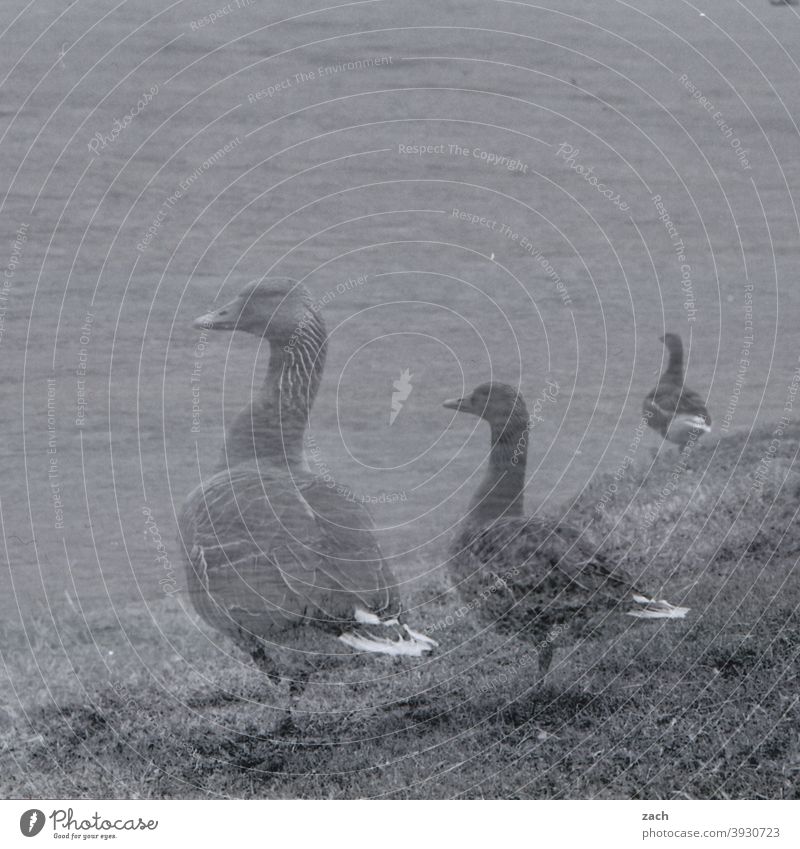 Ghost Gans Vogel gänse Doppelbelichtung schwarz Schwarzweißfoto Natur Wasser Fluss Elbe Rasen ufer Gänse Tier Vögel Wildgans Wildgänse