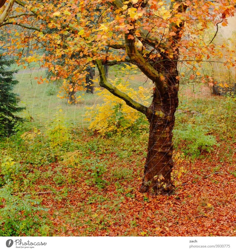 grün, gelb, rot | Herbstfarben herbstlich Herbstlaub Herbstfärbung Natur Blatt Baum Pflanze Vergänglichkeit