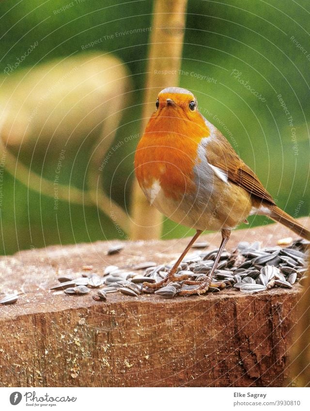 Rotkehlchen sichert Futterplatz... Vogel Außenaufnahme Menschenleer sitzen Tier Natur Wildtier Schwache Tiefenschärfe Blick in die Kamera